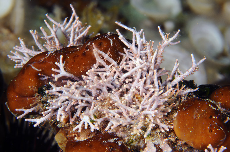 Alga rossa da determinare - Amphiroa rigida
